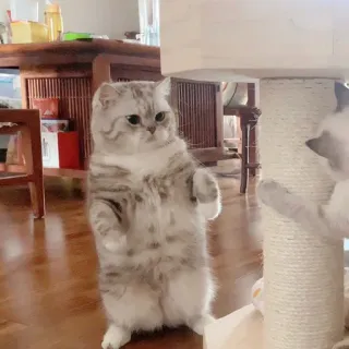 🧸 d5fe8d33 kot, kotek, słodki, zwierzę domowe, zwierzę, stojący, domowy telegram sticker