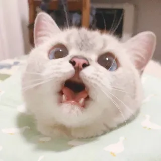 🧸 dfd03980 kot, kociak, słodki, zwierzę, zwierzę domowe, kot domowy, koci telegram sticker