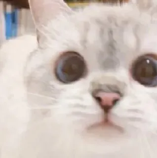 🧸 f0ababf4 kot, słodki, zwierzę, zwierzę domowe, biały kot, zbliżenie, duże oczy telegram sticker