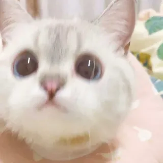 🧸 fe7332b5 kot, kociak, zwierzę, słodki, zwierzę domowe, kot domowy, ssak telegram sticker