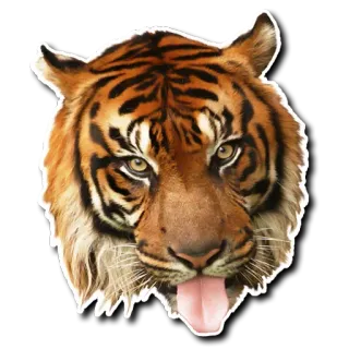 🥴 8a1656f6 老虎, 动物, 野生动物, 肖像, 贴纸, 舌头, 猫 telegram sticker