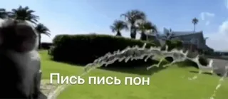 🌟 18338986 Пись пись пон telegram sticker