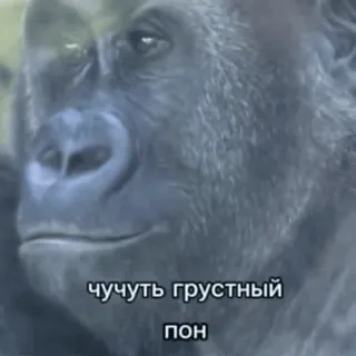 🌟 18a83306 чучуть грустный пон Gorilla, traurig, Affe, Tier telegram sticker
