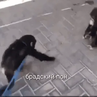 🌟 387b679d брадский рон Schimpanse, Tier, Affe, Straße telegram sticker