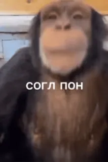 🌟 4711c9a4 согл пон Affe, Meme, Tier, Schimpanse telegram sticker