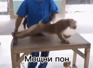 🌟 6111df49 Мощни пон Tier, Affe, Liegestütze, Training, Tisch telegram sticker