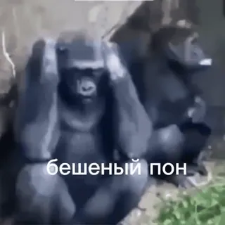 🌟 a316b1bf бешеный пон Gorilla, Nichts hören, Affe telegram sticker