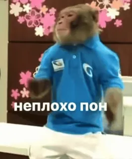 🌟 bf2d23ac неплохо пон Affe, Tiere, Meme, lustig telegram sticker