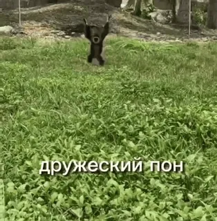 🌟 c2ad99cd дружеский пон Bär, Tier, Springen, Feld, Gras telegram sticker