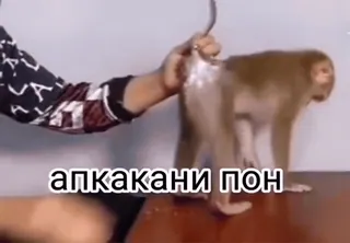 🌟 d6b39147 апккакап пон Affe, Tier, Primaten telegram sticker