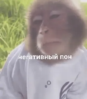 🌟 dcce9d10 негативный пон Affe, Meme, Tier, Russisch telegram sticker