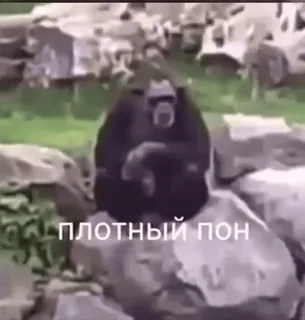 🌟 eb526c46 ПЛОТНЫЙ ПОН Tier, Affe, Menschenaffe, Zoo, Pferdchen telegram sticker