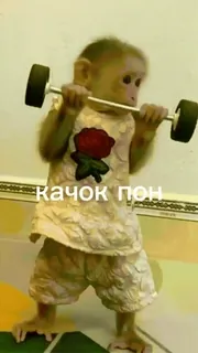 🥺 2e182d42 качок пон singe, haltérophilie, drôle, animal, mème telegram sticker