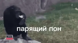 🌟 412c7ec2 парящій пон telegram sticker