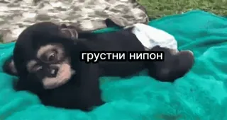 🤣 5ca437e4 грустни нипон singe, triste, singe anthropoïde, animal, mammifère telegram sticker