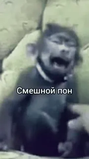 😁 93041fa2 Смешной пон singe, mème, drôle, animal, pleurs telegram sticker