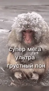 🌟 944c9c94 супер мега ультра грустный пон singe, neige, froid, triste, animal telegram sticker