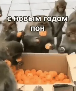 PON's :: @fStikBot telegram stickers