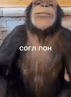 👚 b81b8aeb согл пон singe, grand singe, animal, mème, texte telegram sticker