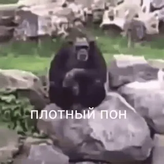 PON's :: @fStikBot whatsapp stickers