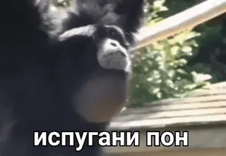 Поны | @fdegv | ебать чо это такое :: @fStikBot telegram stickers