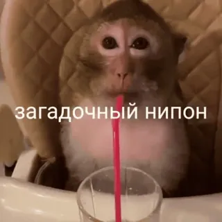 Поны | @fdegv | ебать чо это такое :: @fStikBot telegram stickers