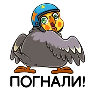 🚀 5048a43f ПОГНАЛИ! uccello, casco, calopsitta, animale, russo, testo whatsapp sticker