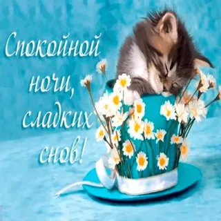 😛 25c338a6 Спокойной ночи, сладких снов! cat, flowers, good night, cute, kitten, sleeping telegram sticker