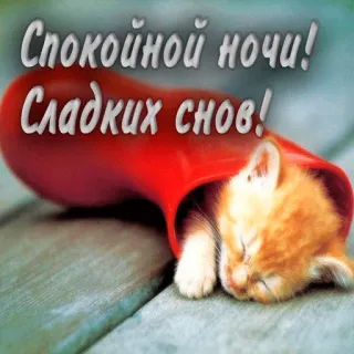 😉 3db7e8e5 Спокойной ночи! Сладких снов! kitten, sleeping, good night, sweet dreams, cat, pet, animal telegram sticker