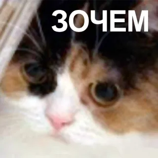 ❓ 19c090b4 ЗОЧЕМ kot, mem, rosyjski, tekst, zwierzę telegram sticker