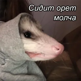 Частная коллекция telegram stickers