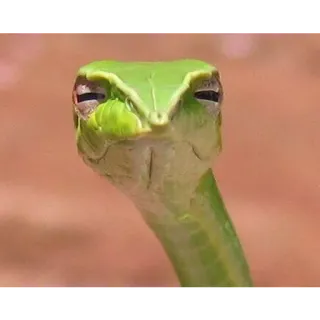 🤔 1d314f47 wąż, zielony wąż, zwierzę, gad, twarz telegram sticker