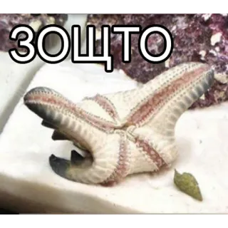 😫 2226604e ЗОЧТО rozgwiazda, stworzenie morskie, śmieszne, zohto, zwierzę telegram sticker