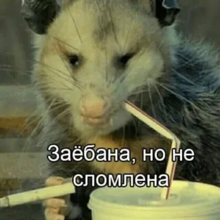 🚬 23c15447 Заёбана, но не сломлена opos, picie, rosyjski, tekst, zwierzę telegram sticker