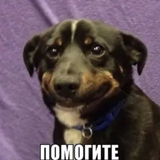 😰 4819fdc8 ПОМОГИТЕ pies, smutny, pomoc, rosyjski, zwierzę, mem telegram sticker
