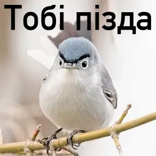 👿 5604e72a Тобі пізда ptak, tekst, obraźliwe, slang, ukraiński, obelga telegram sticker