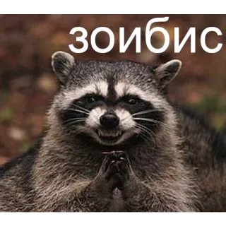 😈 64098bb8 зоибис szop pracz, zwierzę, mem, śmieszne, stworzenie, Zoibis telegram sticker