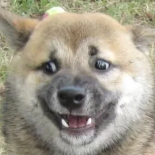 😒 b3fb1876 pies, shiba inu, słodki, zwierzę, mem, śmieszne telegram sticker