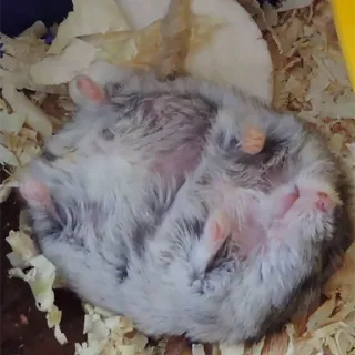 💤 e8e6342b chomik, śpiący, zwierzę, słodki, gryzoń, zwierzę domowe telegram sticker