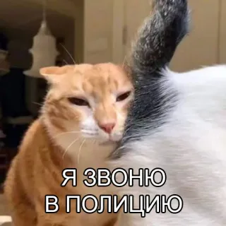 📞 f79a509e Я звоню в полицию kot, mem, śmieszne, rosyjski, dzwonię na policję, zwierzę telegram sticker