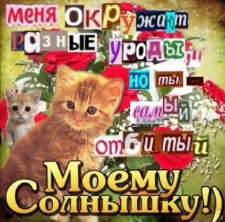 😘 84429b66 Меня окружают разные уроды, но ты самый отбитый. Моему Солнышку! 猫, 小猫, 花, 搞笑, 表情包, 问候, 俄语, 文本 telegram sticker