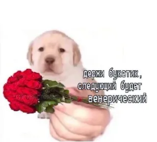💐 c64256fa держи букетик, следующий будет венерический 小狗, 玫瑰, 花束, 表情包, 冒犯, 性病 telegram sticker