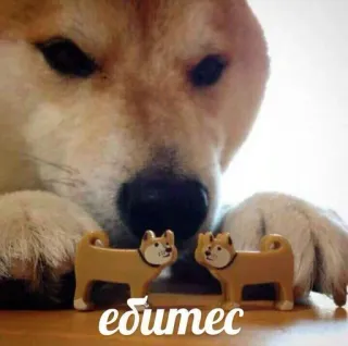 🐶 f47a977b ебитесь dog, shiba inu, offensive, profanity telegram sticker