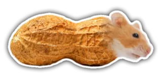 🐹 0eb3590f Hamster, Erdnuss, Tier, Nagetier, süß, Essen telegram sticker