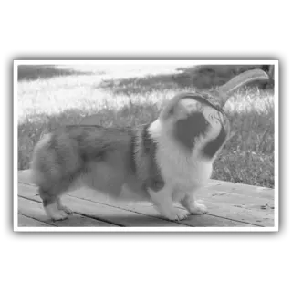 🐕 b3337be9 Corgi, Hund, Tier, Haustier, Corgi Po, Po telegram sticker