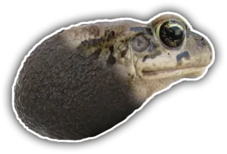 🐸 d5feb536 Frosch, Tier, Wildtier, Amphibie, Natur, Kröte telegram sticker