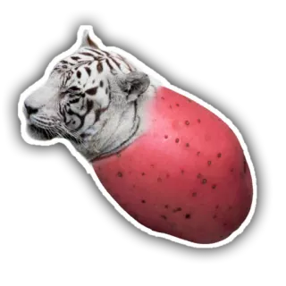 🐯 de19bf3e tiger, tier, weißer Tiger, rote Frucht, aufkleber telegram sticker