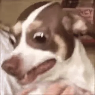 😨 4903f7b8 chien, animal, animal de compagnie, drôle, mignon telegram sticker