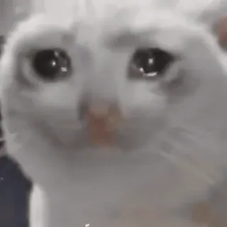 🥲 6d2fd704 chat, triste, pleure, mème, animal, chat blanc, émotionnel telegram sticker