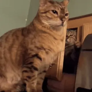 👊 83a309b3 chat, chats, animal de compagnie, animaux, félin, animal domestique telegram sticker